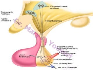 Posterior pituitary gland hormones

 