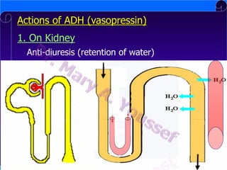 Actions of ADH (vasopressin)
1. On Kidney
Anti-diuresis (retention of water)

 