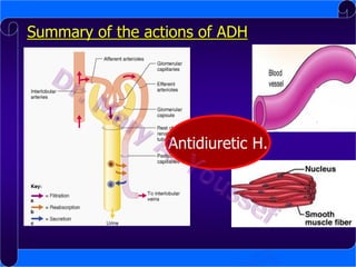 Summary of the actions of ADH

Antidiuretic H.

 