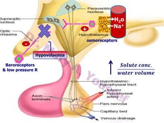 Regulation of ADH secretion
H2 o
+

ADH- secretion is
increased by
Hypovolaemia
 osmotic pressure of ECF
Baroreceptors
& low pressure volume (e.g. Hge)
 blood R
 Stress
 Drugs (e.g. morphine &
nicotine)

Na+

osmoreceptors

 