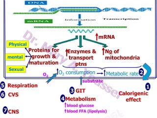 mRNA
Physical
mental

Proteins for
growth &
maturation

Sexual

5 Respiration
6 CVS
7 CNS

O2

Enzymes &
transport
ptns

O2 consumption

No of
mitochondria

Metabolic rate 2

substrate

3 GIT

4 Metabolism
blood glucose
blood FFA (lipolysis)

1
Calorigenic
effect

 