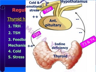 Hypothalamus
Cold &
+
emotional
stress
Regulation of thyroid hormones

++

Thyroid h. secretion is Ant.
regulated by :
-1. TRH

pituitary

--

2. TSH
3. Feedback
Mechanism
++
4. Cold
5. Stress

Iodine
deficiency

Thyroid

 