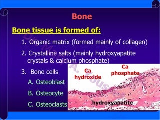 Bone
Bone tissue is formed of:
1. Organic matrix (formed mainly of collagen)
2. Crystalline salts (mainly hydroxyapatite
crystals & calcium phosphate)
3. Bone cells
A. Osteoblast

Ca
hydroxide

Ca
phosphate

B. Osteocyte

C. Osteoclasts

hydroxyapatite

 