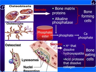 Secrete

 Bone matrix
proteins
 Alkaline
phosphatase

Phosphate
ester

phosphate

Secrete

Bone
forming
cells
Ca
phosphate

 H+ that
dissolve
Bone
hydroxyapatite eating
Acid protease cells
that dissolve
collagen

 