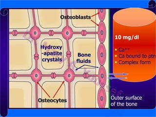 Osteoblasts

10 mg/dl
Hydroxy
-apatite
crystals

Osteocytes

Bone
fluids

 Ca++
 Ca bound to ptn
 Complex form

Outer surface
of the bone

 