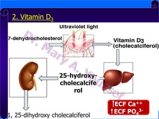 2. Vitamin D3

Source: Skin

25-hydroxycholecalcife
rol

1, 25-dihydroxy cholecalciferol

ECF Ca++
ECF PO43-

 