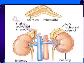 The adrenal glands
Each adrenal gland consists of two
endocrine organs
1. Adrenal cortex
Secretes steroid hormones

2. Adrenal medulla
Secretes catecholamines

cortex

 