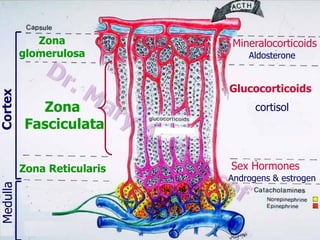 Cortex

Medulla

Zona
glomerulosa

Mineralocorticoids
Aldosterone

Glucocorticoids

Zona
Fasciculata
Zona Reticularis

cortisol

Sex Hormones
Androgens & estrogen

 
