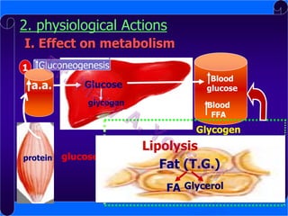 2. physiological Actions
I. Effect on metabolism
1

Gluconeogenesis

a.a.

Glucose
glycogen

Blood
glucose
Blood
FFA

Glycogen
protein

glucose

2

Glycogen
phosphorylase
Lipolysis
synthase
Glucose 6-PO4
Fat (T.G.)
3 Glycolysis

FA Glycerol

pyruvate

 