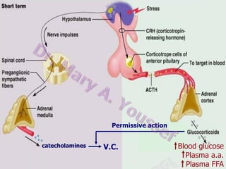 I. Effect on metabolism

II. Effect on CNS
Required for normal EEG pattern

III. Weak mineralocorticoid effect
IV. Anti-stress effect

Permissive action
catecholamines

V.C.

Blood glucose
Plasma a.a.
Plasma FFA

 