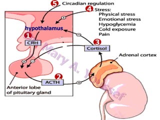5

4

Control of glucocorticoid secretion
hypothalamus

1

3

2

 