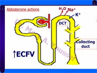 H2O Na+
Aldosterone actions
B. Mineralocorticoids

K+

Actions:
DCT

Collecting
duct

ECFV

 
