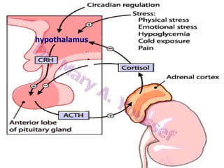 Control of glucocorticoid secretion
hypothalamus

 