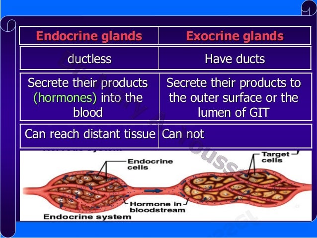 Endocrine System - Physiology