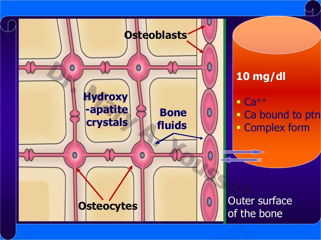 Endocrine System - Physiology
