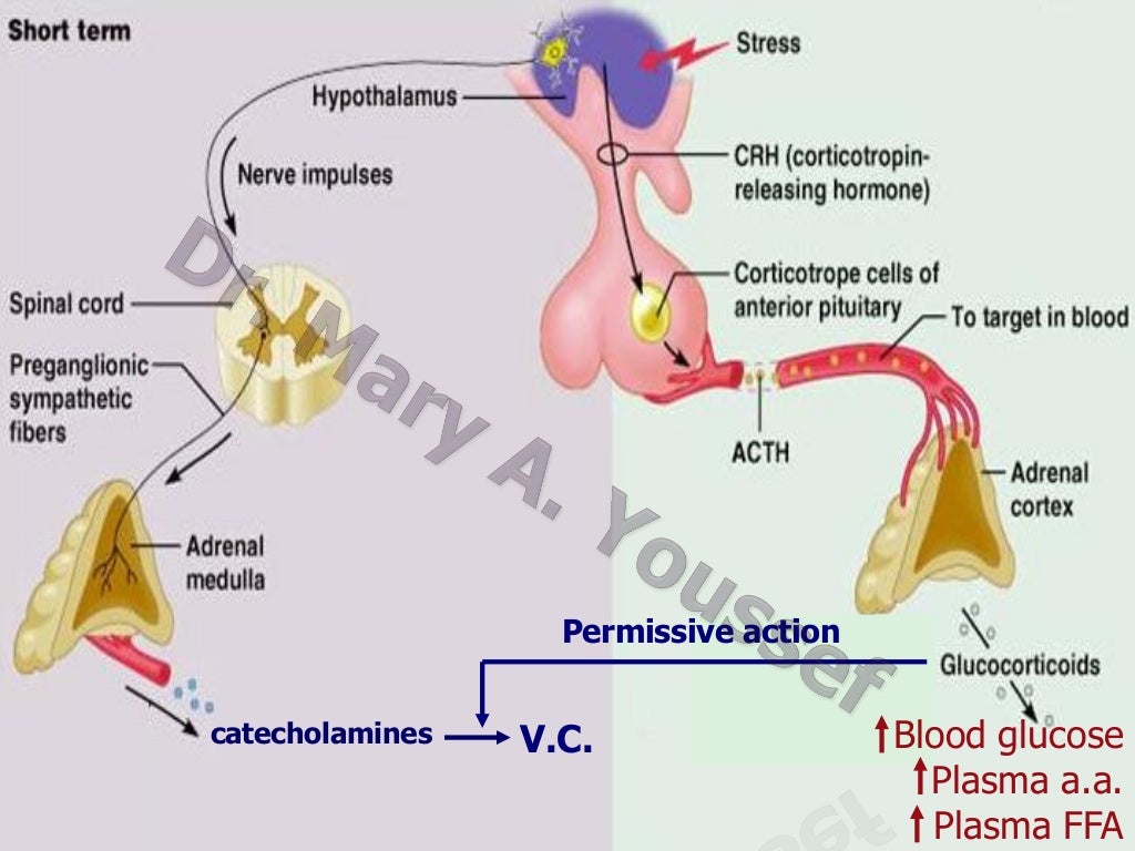 Endocrine System - Physiology