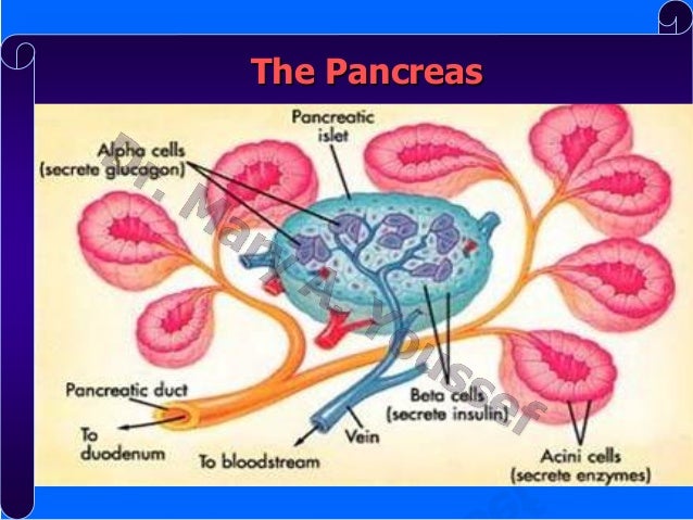 Endocrine System - Physiology