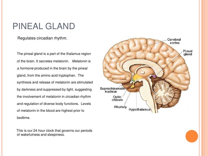 What Is Pineal Gland Parts Structure Location Functions 5 Simple
