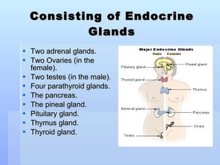 Consisting of Endocrine Glands Two adrenal glands. Two Ovaries (in the female). Two testes (in the male). Four parathyroid glands. The pancreas. The pineal gland. Pituitary gland. Thymus gland. Thyroid gland. 