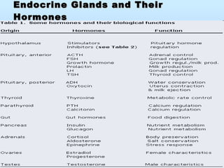 Endocrine Glands and Their Hormones 