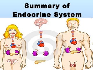Summary of Endocrine System 