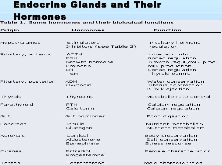 Endocrine system presentation#11