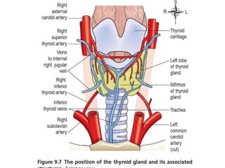 Endocrine system 1