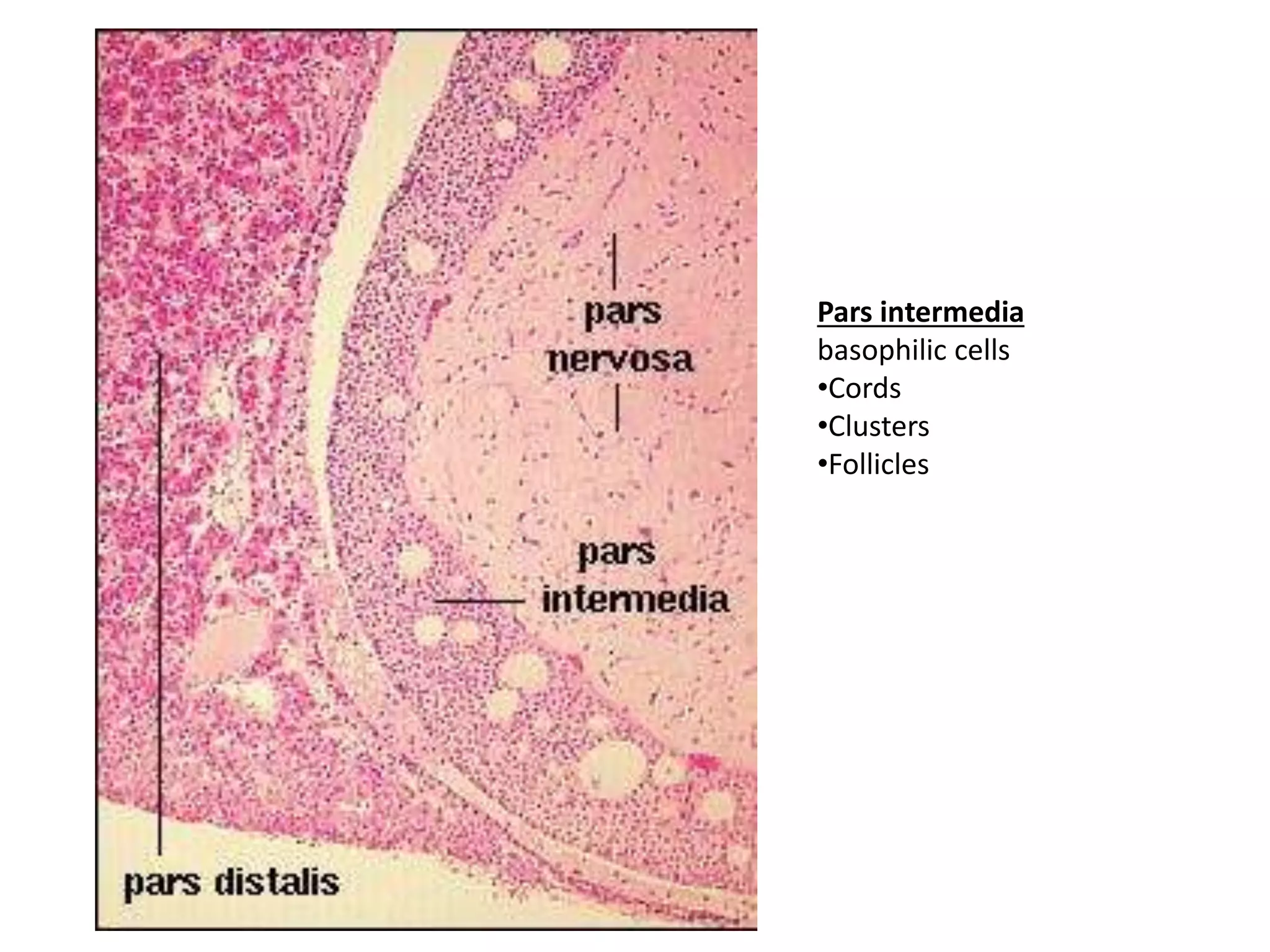 Pars Inj Endocrine system 1.ppt