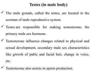 Testosterone Location Endocrine systemThe glands and organs that make hormones and release ...