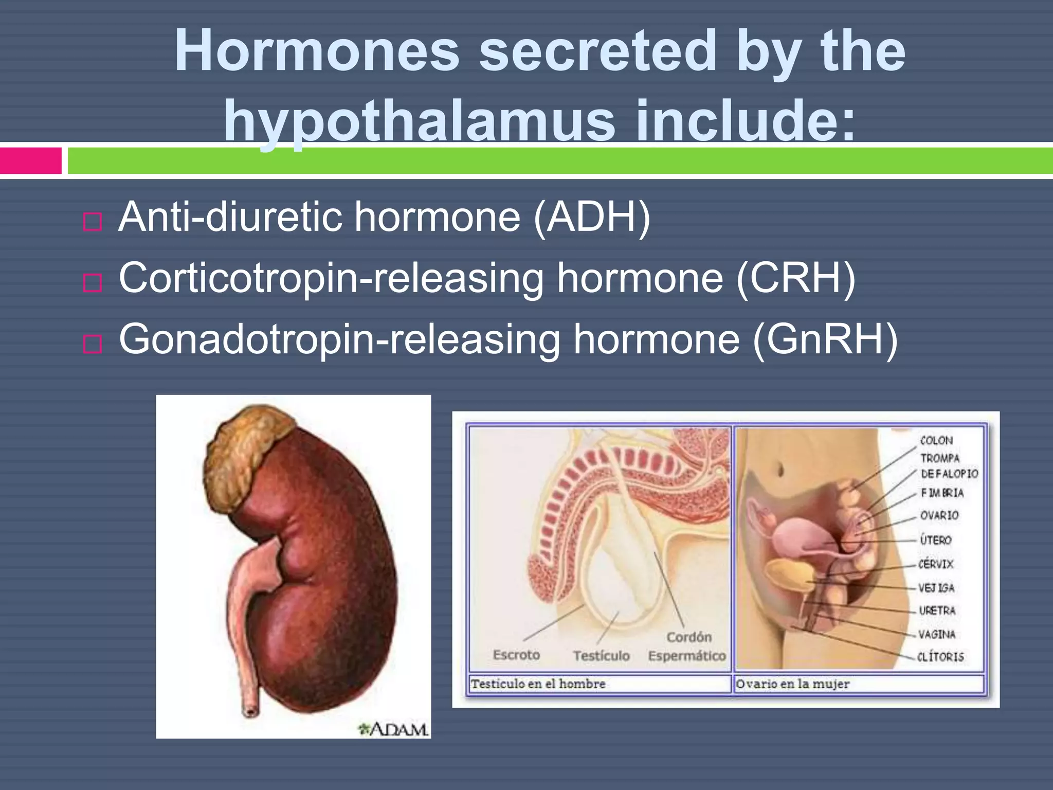 Hormones secreted by the
hypothalamus include:
 Anti-diuretic hormone (ADH)
 Corticotropin-releasing hormone (CRH)
 Gonadotropin-releasing hormone (GnRH)
 