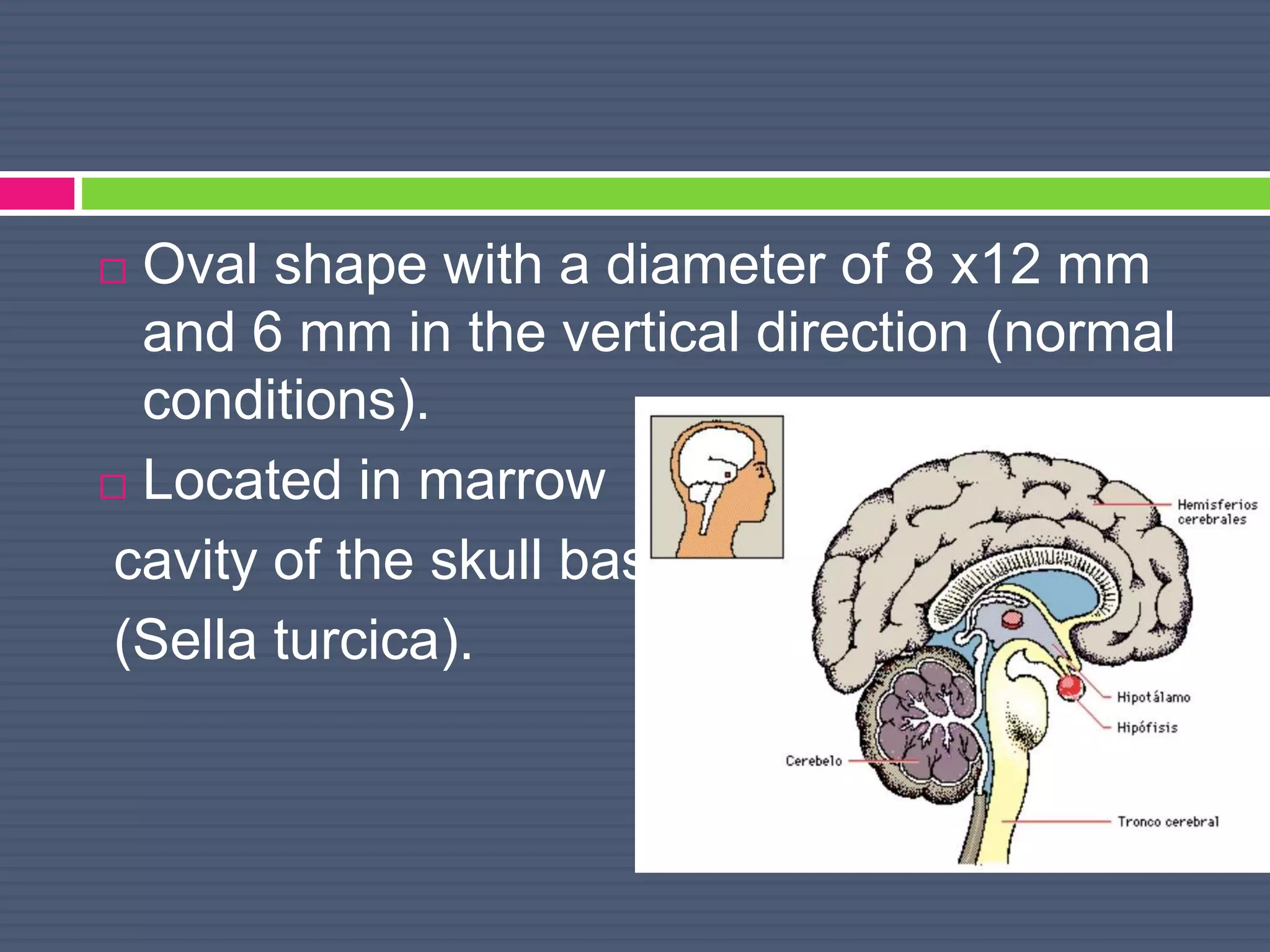  Oval shape with a diameter of 8 x12 mm
and 6 mm in the vertical direction (normal
conditions).
 Located in marrow
cavity of the skull base
(Sella turcica).
 