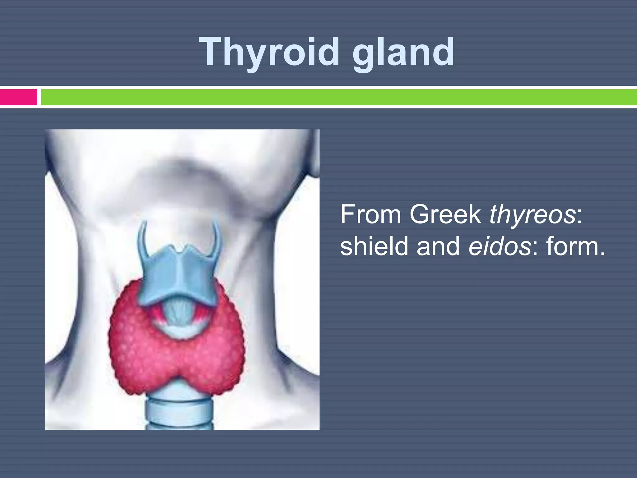 Thyroid gland
From Greek thyreos:
shield and eidos: form.
 