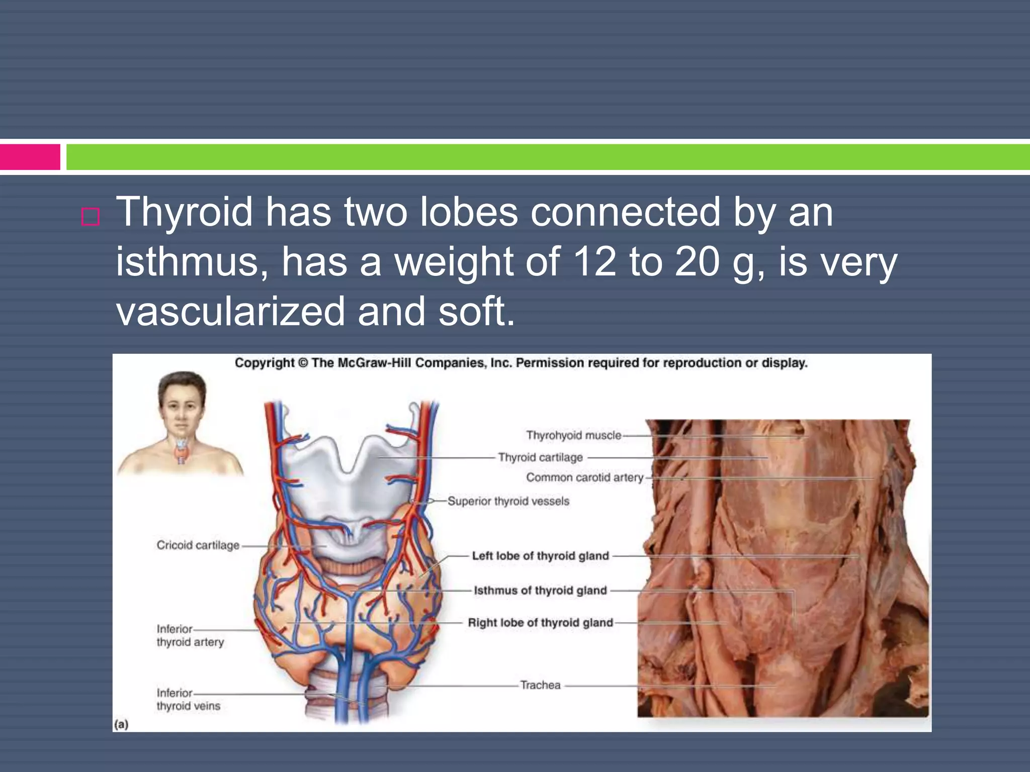  Thyroid has two lobes connected by an
isthmus, has a weight of 12 to 20 g, is very
vascularized and soft.
 