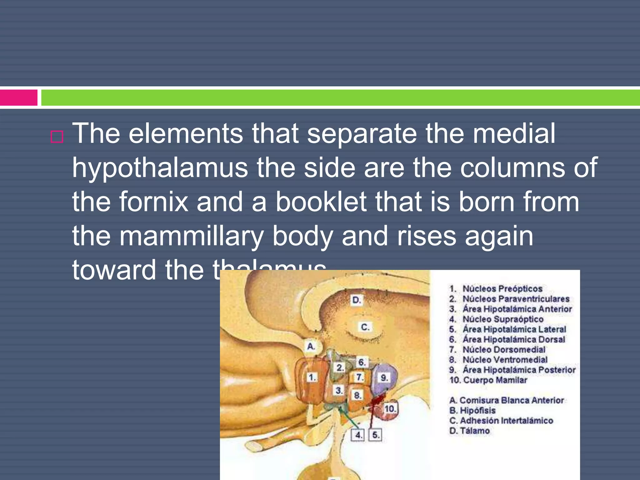  The elements that separate the medial
hypothalamus the side are the columns of
the fornix and a booklet that is born from
the mammillary body and rises again
toward the thalamus.
 