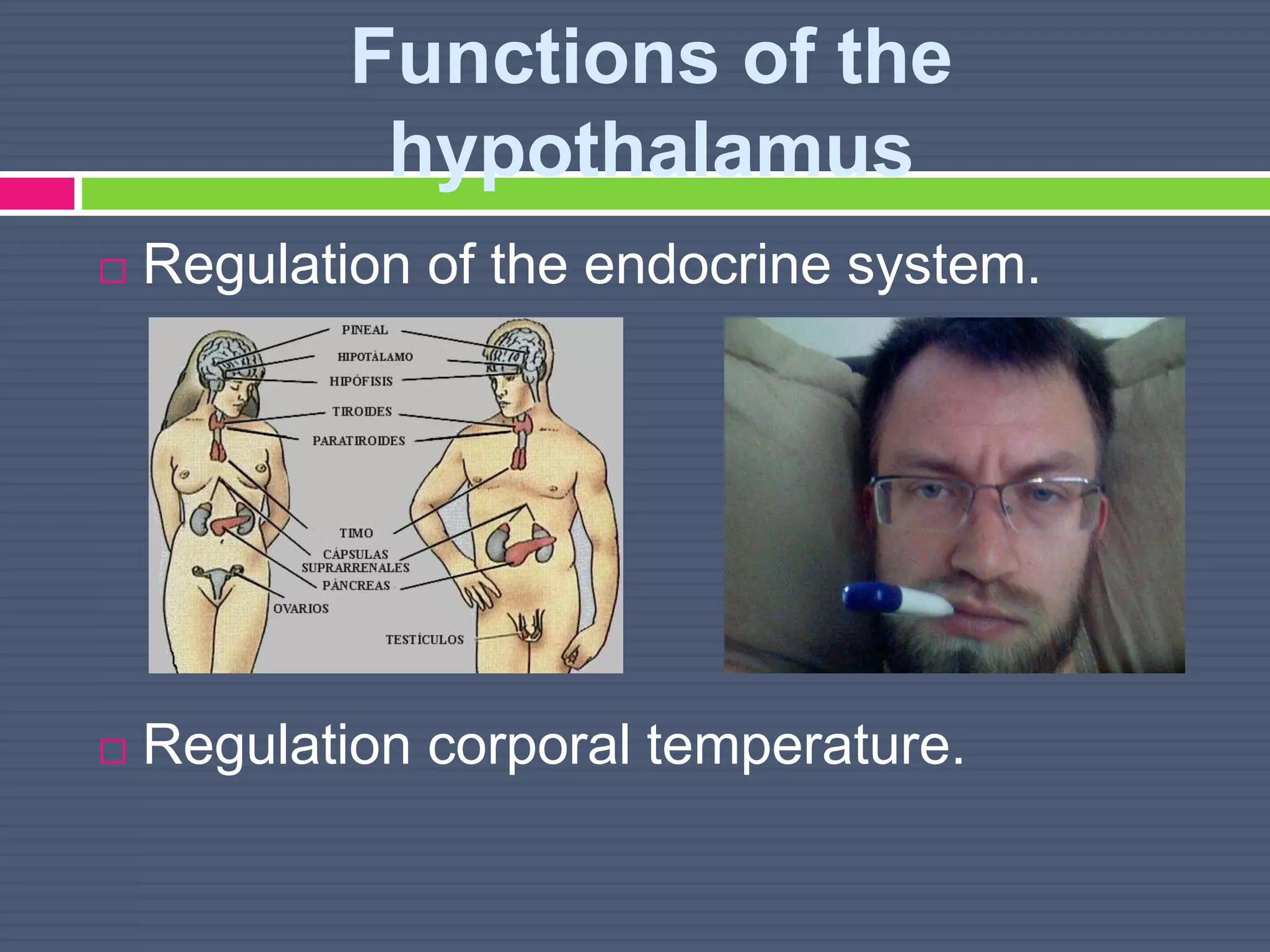 Functions of the
hypothalamus
 Regulation of the endocrine system.
 Regulation corporal temperature.
 