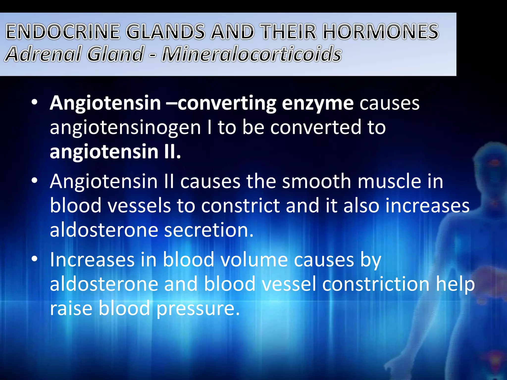 • Angiotensin –converting enzyme causes 
angiotensinogen I to be converted to 
angiotensin II. 
• Angiotensin II causes the smooth muscle in 
blood vessels to constrict and it also increases 
aldosterone secretion. 
• Increases in blood volume causes by 
aldosterone and blood vessel constriction help 
raise blood pressure. 
 