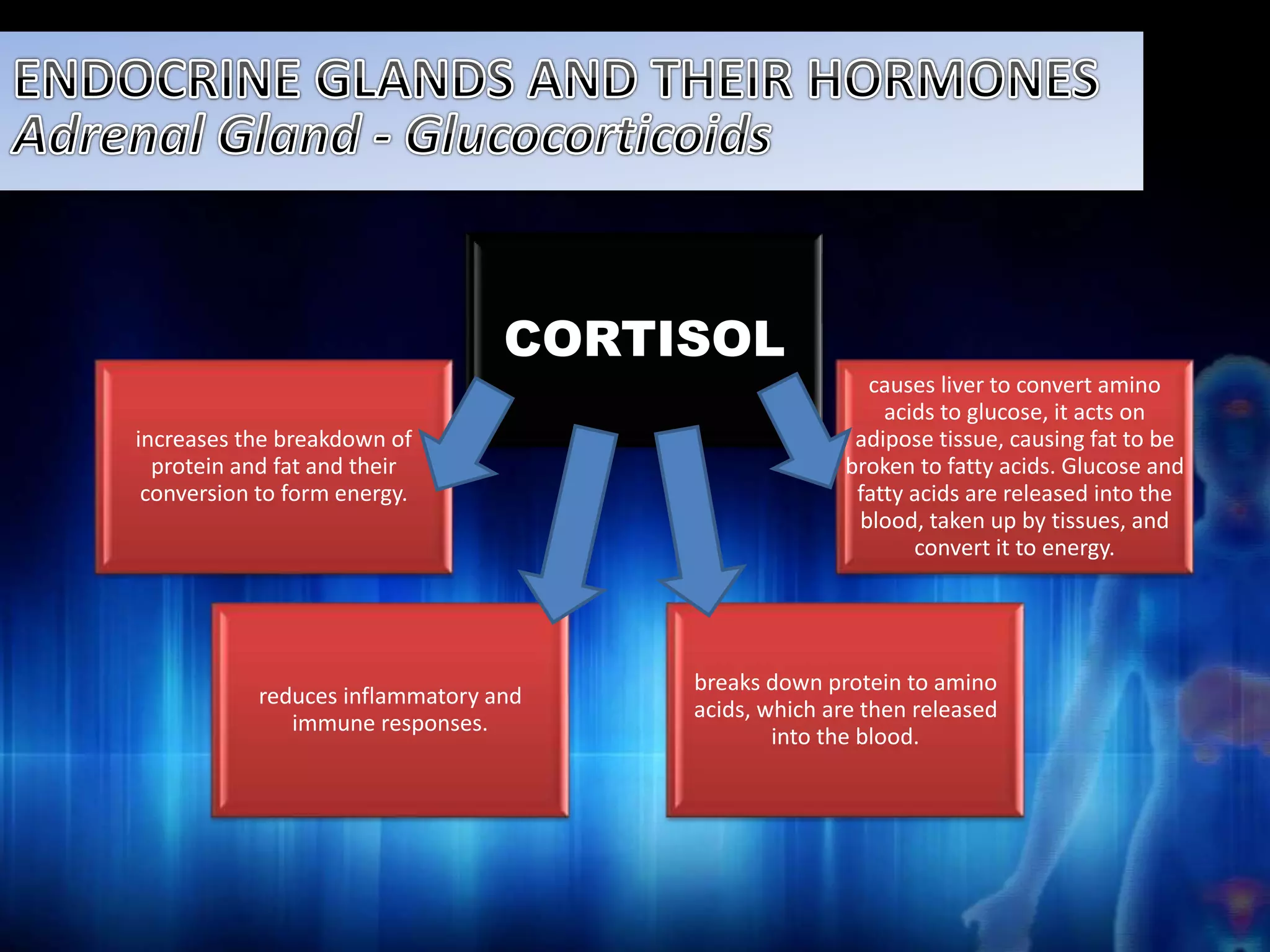 increases the breakdown of 
protein and fat and their 
conversion to form energy. 
causes liver to convert amino 
acids to glucose, it acts on 
adipose tissue, causing fat to be 
broken to fatty acids. Glucose and 
fatty acids are released into the 
blood, taken up by tissues, and 
convert it to energy. 
breaks down protein to amino 
acids, which are then released 
into the blood. 
reduces inflammatory and 
immune responses. 
CORTISOL 
 