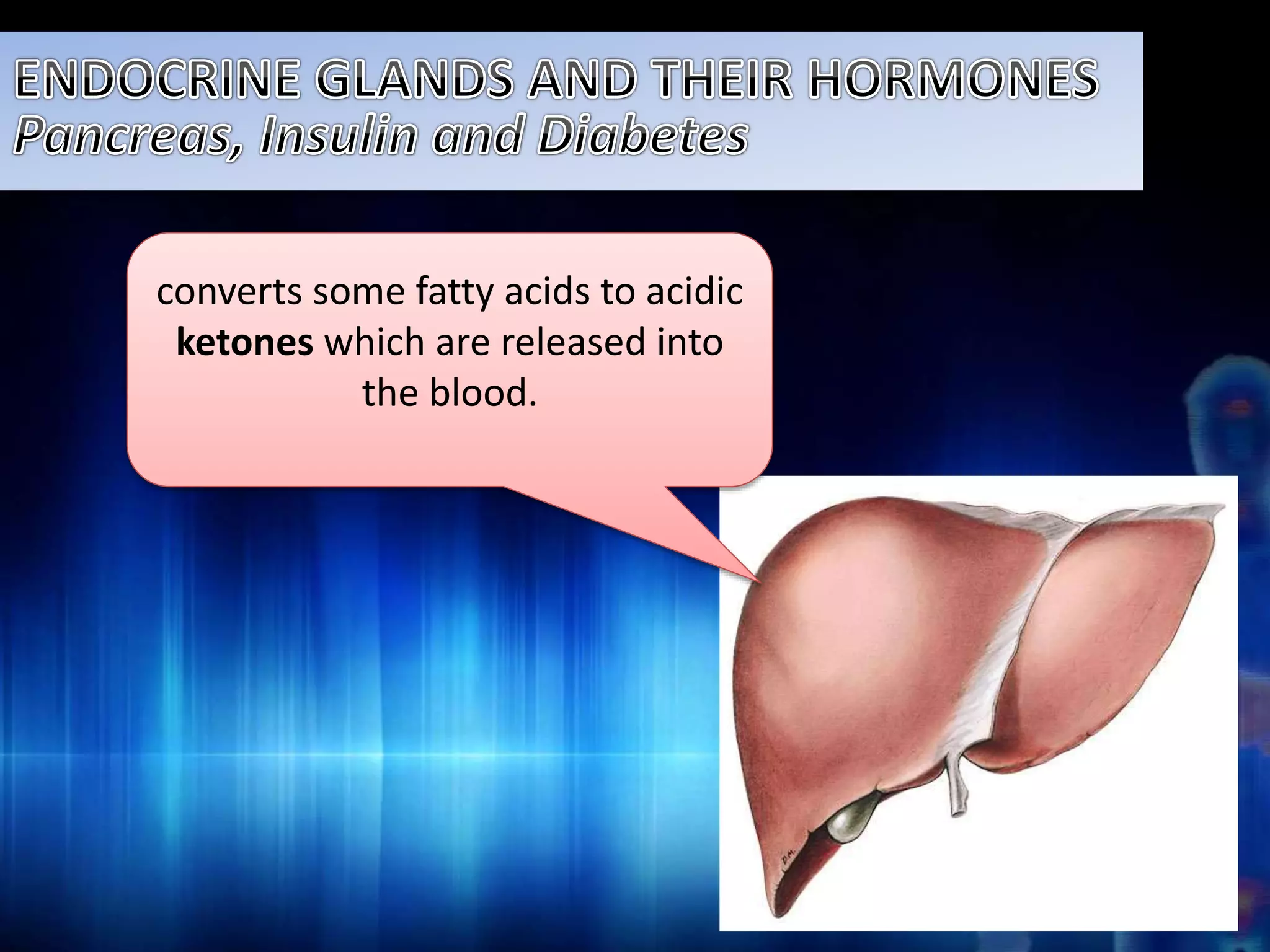 converts some fatty acids to acidic 
ketones which are released into 
the blood. 
 