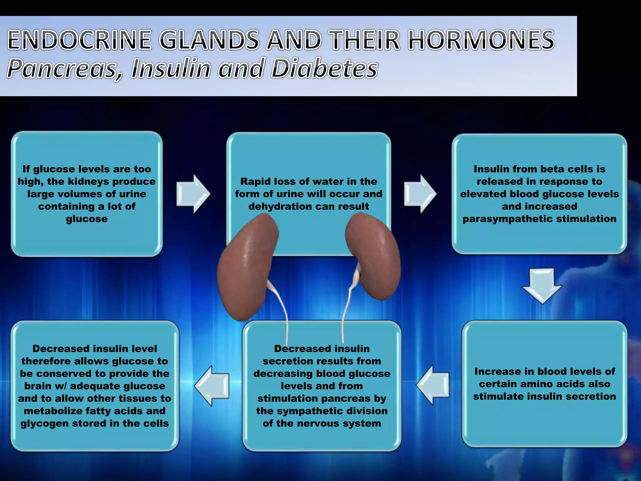 If glucose levels are too 
high, the kidneys produce 
large volumes of urine 
containing a lot of 
glucose 
Rapid loss of water in the 
form of urine will occur and 
dehydration can result 
Insulin from beta cells is 
released in response to 
elevated blood glucose levels 
and increased 
parasympathetic stimulation 
Increase in blood levels of 
certain amino acids also 
stimulate insulin secretion 
Decreased insulin 
secretion results from 
decreasing blood glucose 
levels and from 
stimulation pancreas by 
the sympathetic division 
of the nervous system 
Decreased insulin level 
therefore allows glucose to 
be conserved to provide the 
brain w/ adequate glucose 
and to allow other tissues to 
metabolize fatty acids and 
glycogen stored in the cells 
 