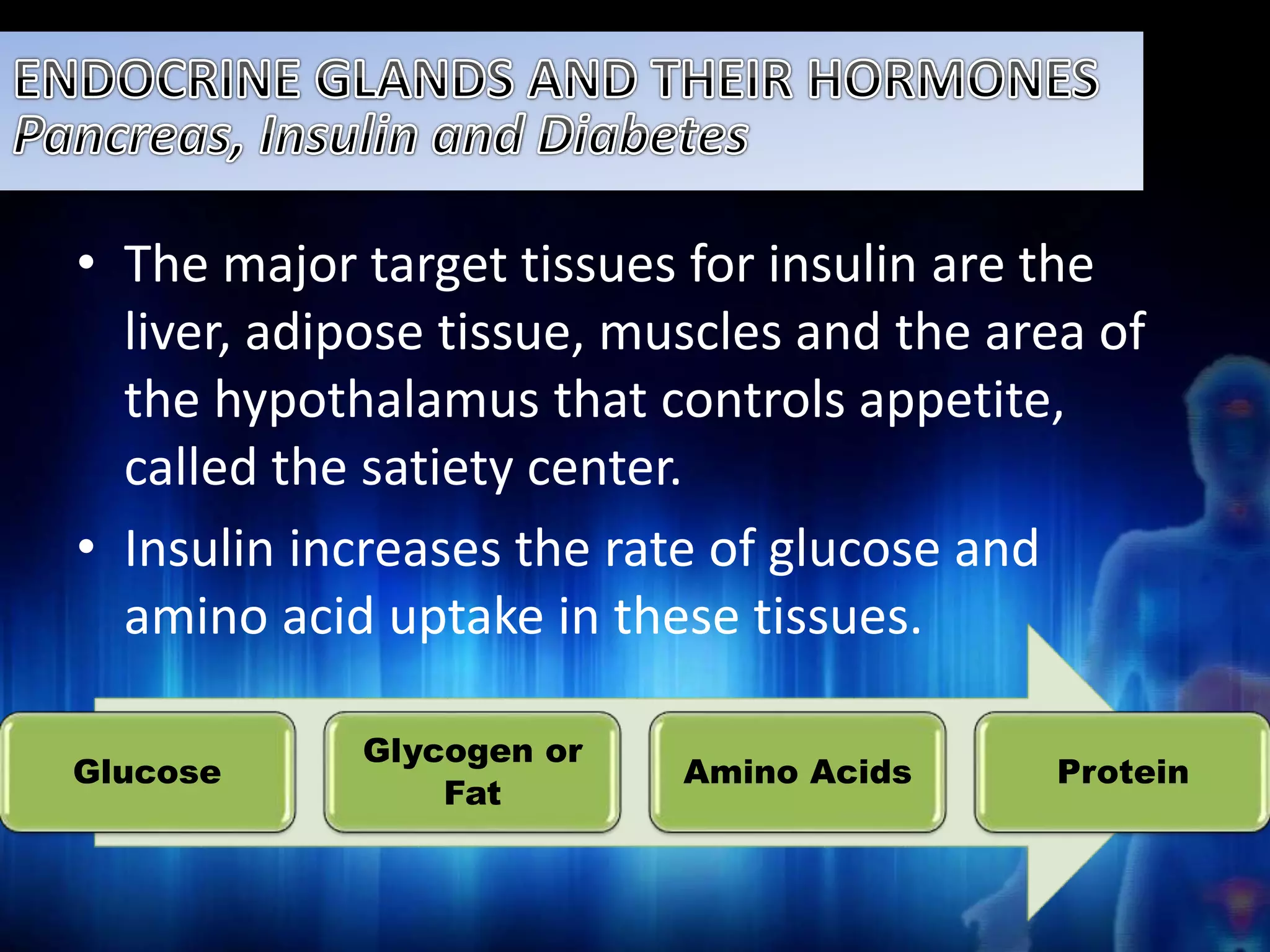 • The major target tissues for insulin are the 
liver, adipose tissue, muscles and the area of 
the hypothalamus that controls appetite, 
called the satiety center. 
• Insulin increases the rate of glucose and 
amino acid uptake in these tissues. 
Glucose 
Glycogen or 
Fat 
Amino Acids Protein 
 