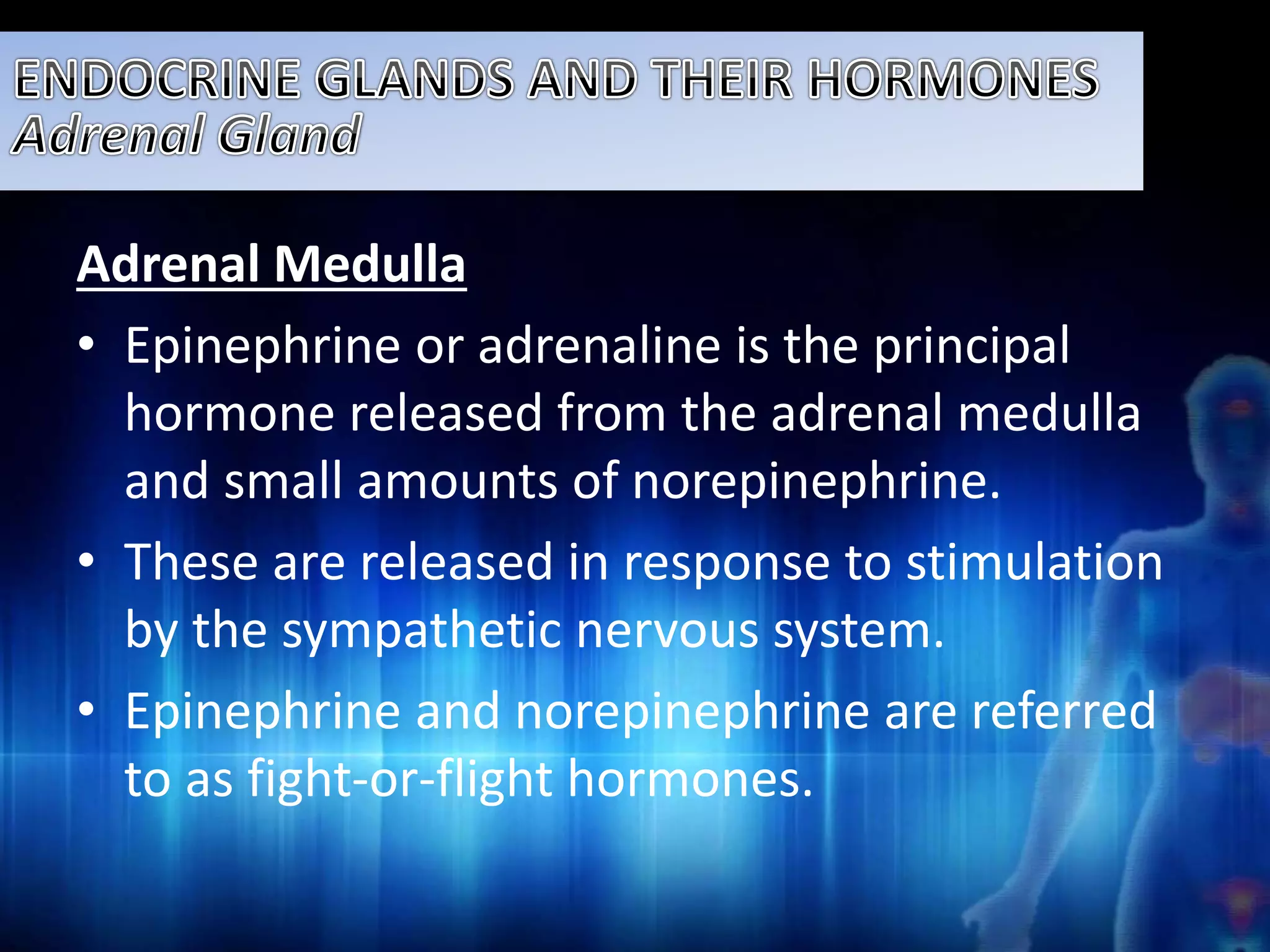 Adrenal Medulla 
• Epinephrine or adrenaline is the principal 
hormone released from the adrenal medulla 
and small amounts of norepinephrine. 
• These are released in response to stimulation 
by the sympathetic nervous system. 
• Epinephrine and norepinephrine are referred 
to as fight-or-flight hormones. 
 