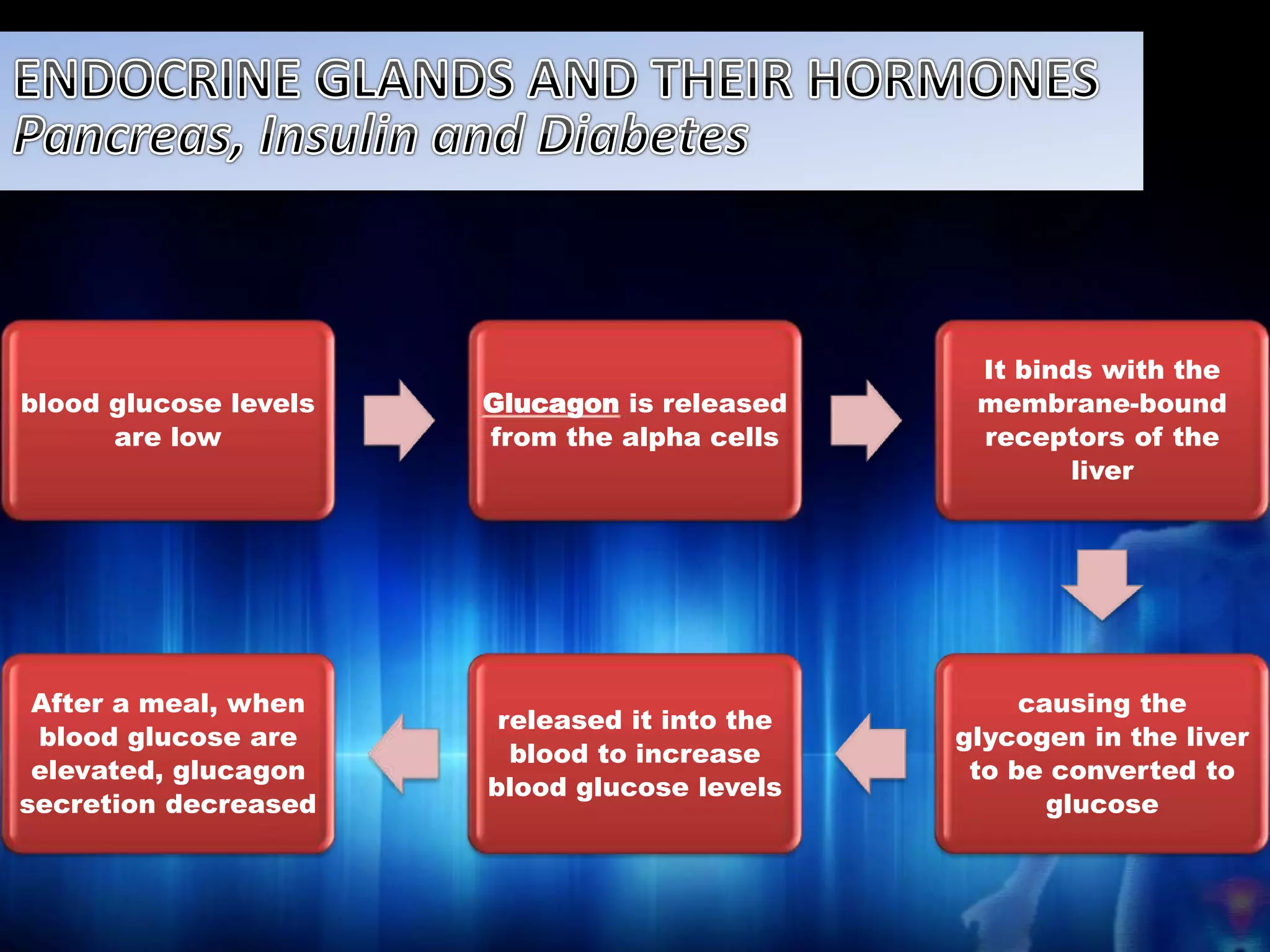 blood glucose levels 
are low 
Glucagon is released 
from the alpha cells 
It binds with the 
membrane-bound 
receptors of the 
liver 
causing the 
glycogen in the liver 
to be converted to 
glucose 
released it into the 
blood to increase 
blood glucose levels 
After a meal, when 
blood glucose are 
elevated, glucagon 
secretion decreased 
 