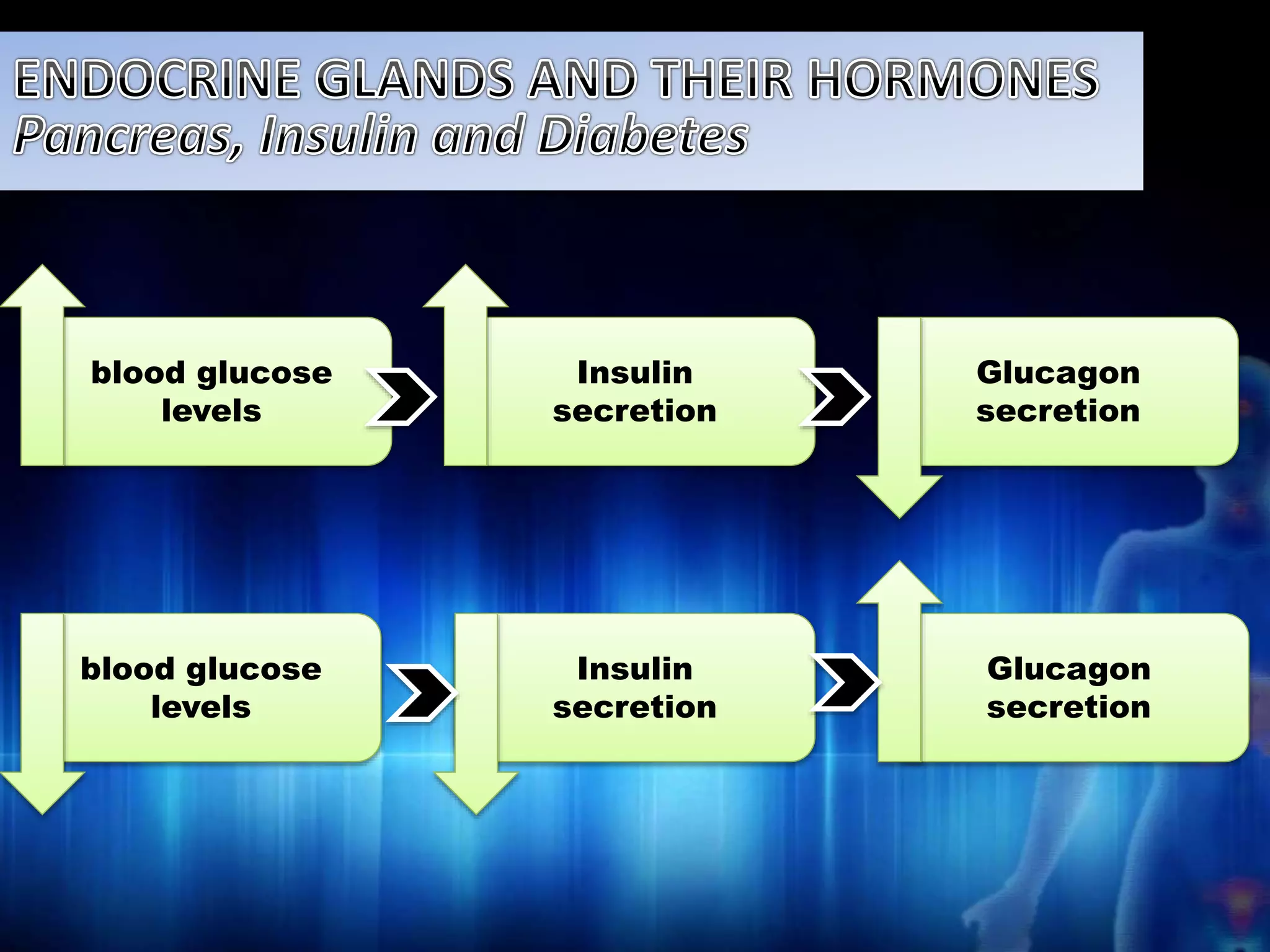 blood glucose 
levels 
Insulin 
secretion 
Glucagon 
secretion 
blood glucose 
levels 
Glucagon 
secretion 
Insulin 
secretion 
 