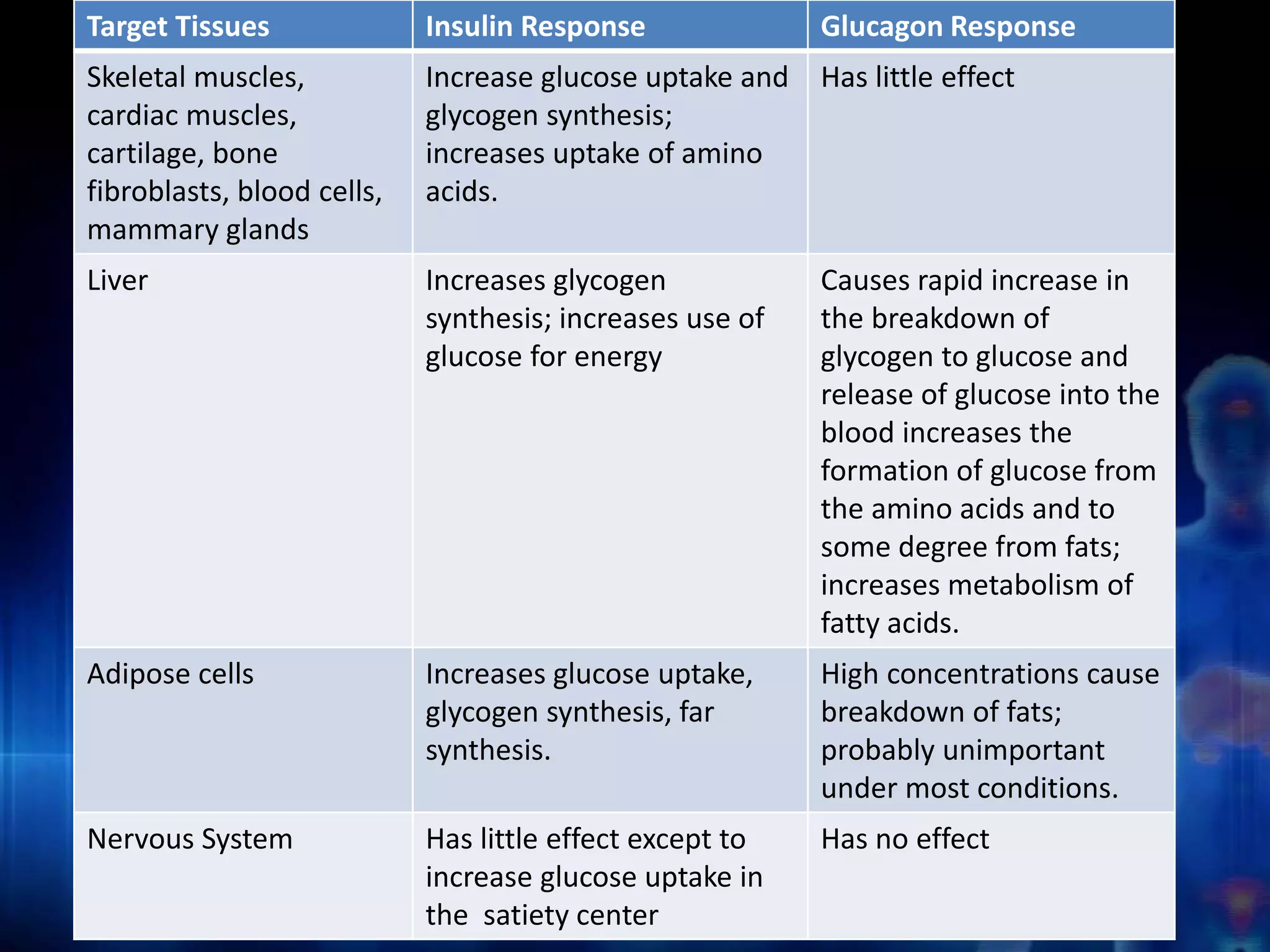 Target Tissues Insulin Response Glucagon Response 
Skeletal muscles, 
Increase glucose uptake and 
Has little effect 
cardiac muscles, 
glycogen synthesis; 
cartilage, bone 
increases uptake of amino 
fibroblasts, blood cells, 
acids. 
mammary glands 
Liver Increases glycogen 
synthesis; increases use of 
glucose for energy 
Causes rapid increase in 
the breakdown of 
glycogen to glucose and 
release of glucose into the 
blood increases the 
formation of glucose from 
the amino acids and to 
some degree from fats; 
increases metabolism of 
fatty acids. 
Adipose cells Increases glucose uptake, 
glycogen synthesis, far 
synthesis. 
High concentrations cause 
breakdown of fats; 
probably unimportant 
under most conditions. 
Nervous System Has little effect except to 
increase glucose uptake in 
the satiety center 
Has no effect 
 