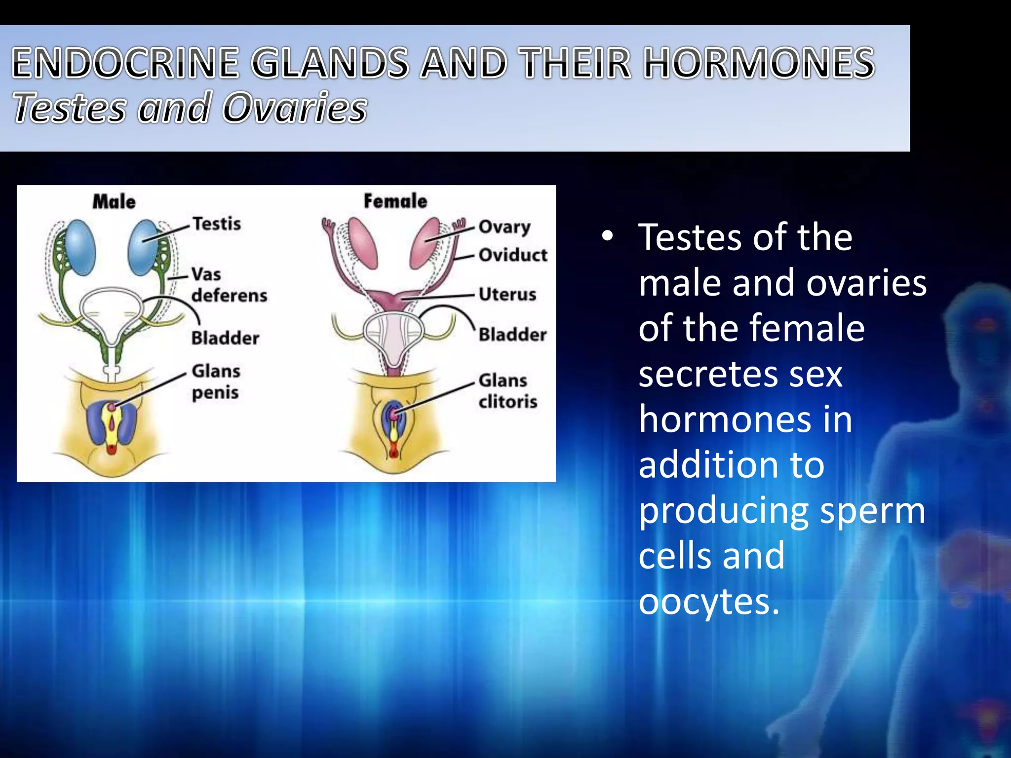 • Testes of the 
male and ovaries 
of the female 
secretes sex 
hormones in 
addition to 
producing sperm 
cells and 
oocytes. 
 