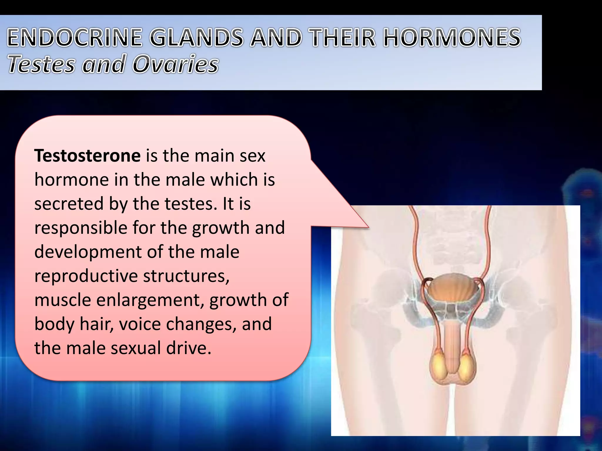 Testosterone is the main sex 
hormone in the male which is 
secreted by the testes. It is 
responsible for the growth and 
development of the male 
reproductive structures, 
muscle enlargement, growth of 
body hair, voice changes, and 
the male sexual drive. 
 