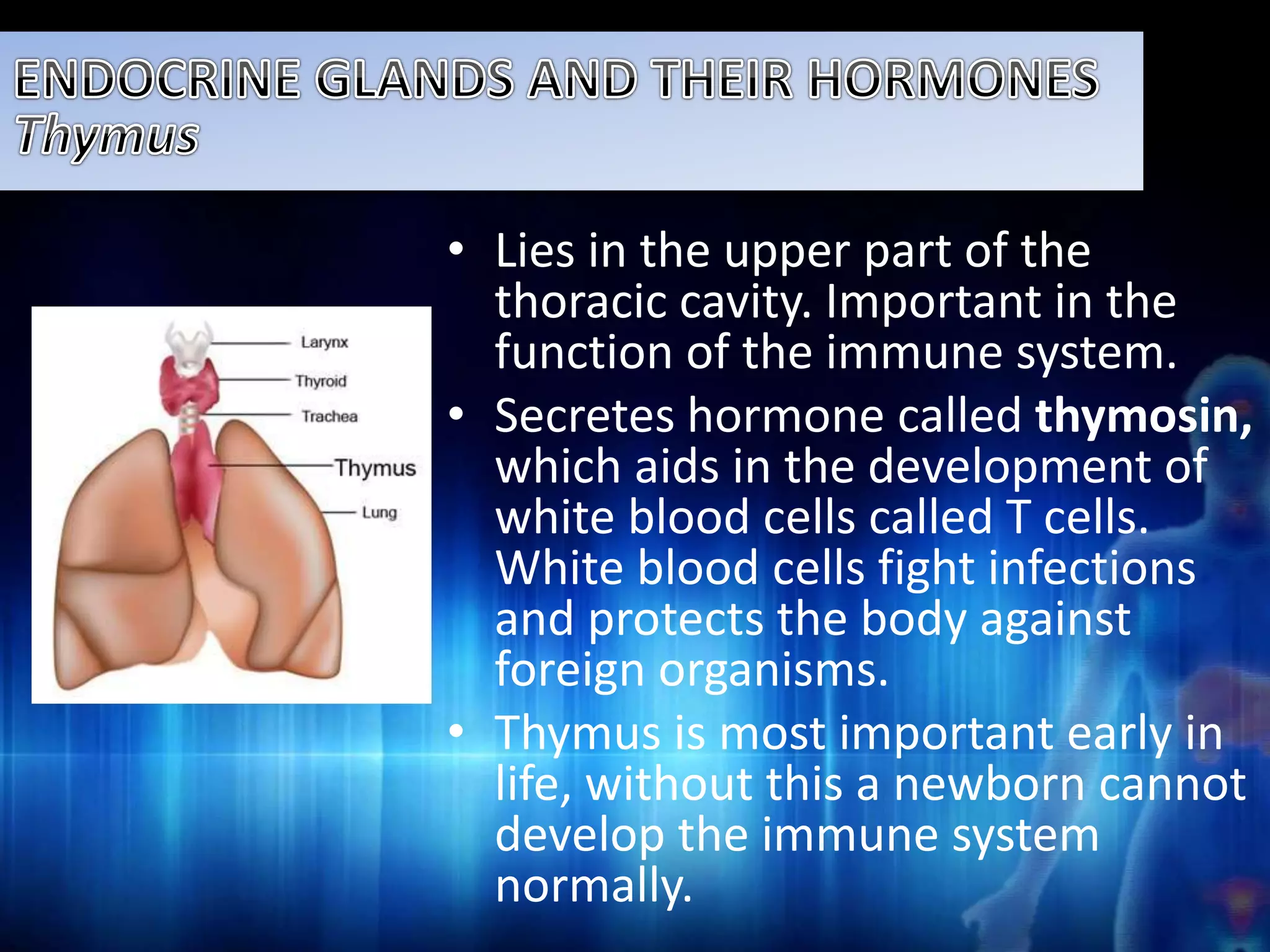 • Lies in the upper part of the 
thoracic cavity. Important in the 
function of the immune system. 
• Secretes hormone called thymosin, 
which aids in the development of 
white blood cells called T cells. 
White blood cells fight infections 
and protects the body against 
foreign organisms. 
• Thymus is most important early in 
life, without this a newborn cannot 
develop the immune system 
normally. 
 