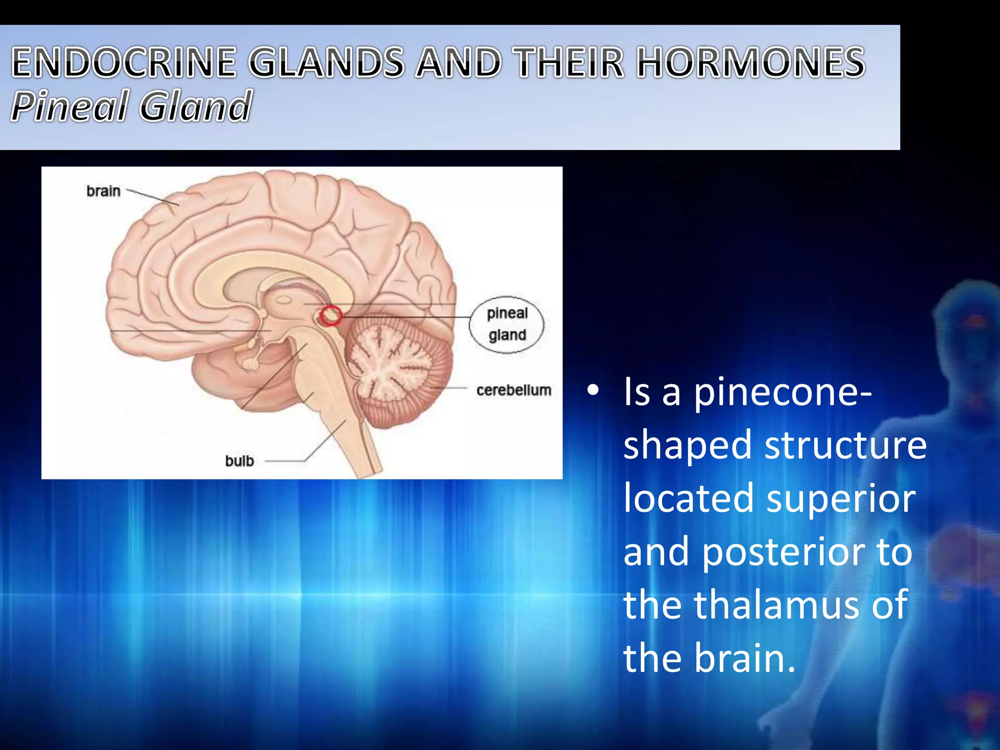 • Is a pinecone-shaped 
structure 
located superior 
and posterior to 
the thalamus of 
the brain. 
 