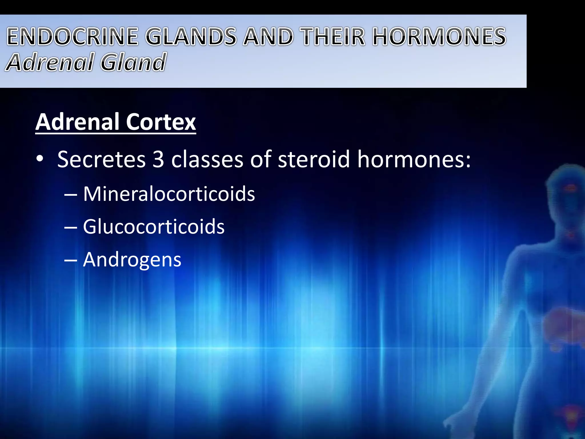 Adrenal Cortex 
• Secretes 3 classes of steroid hormones: 
– Mineralocorticoids 
– Glucocorticoids 
– Androgens 
 