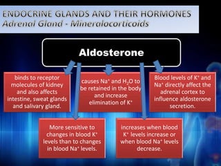binds to receptor 
molecules of kidney 
and also affects 
intestine, sweat glands 
and salivary gland. 
Aldosterone 
causes Na+ and H2O to 
be retained in the body 
and increase 
elimination of K+ 
Blood levels of K+ and 
Na+ directly affect the 
adrenal cortex to 
influence aldosterone 
secretion. 
More sensitive to 
changes in blood K+ 
levels than to changes 
in blood Na+ levels. 
increases when blood 
K+ levels increase or 
when blood Na+ levels 
decrease. 
 